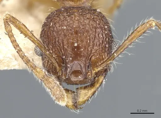 Pheidole brevicona specimen