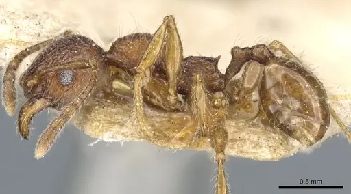 Pheidole brevicona specimen