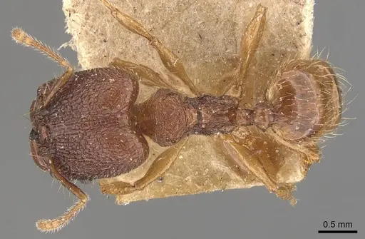 Pheidole brevicona - CASENT0908100