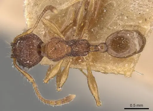 Pheidole brevicona - CASENT0908101