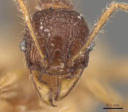 Pheidole brevicona - CASENT0908101