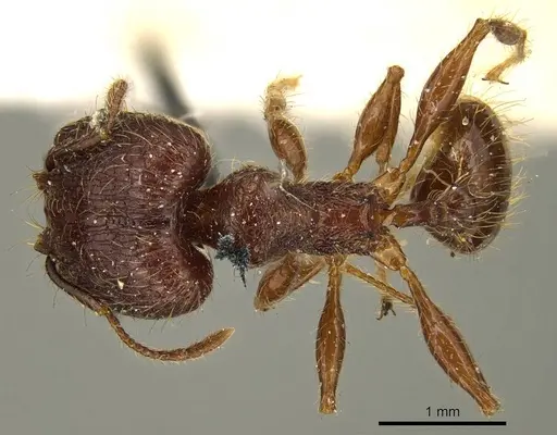 Pheidole brevicona - CASENT0916052
