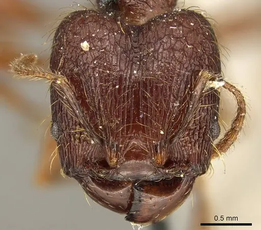 Pheidole brevicona - CASENT0916052