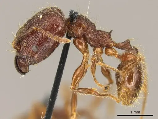 Pheidole brevicona - CASENT0916052