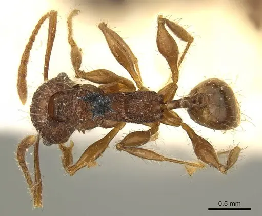 Pheidole brevicona - CASENT0916053
