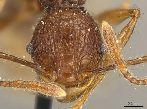 Pheidole brevicona - CASENT0916053
