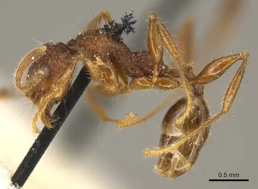 Pheidole brevicona - CASENT0916053