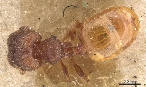 Pheidole brevicornis specimen