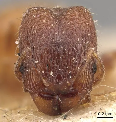 Pheidole brevicornis specimen
