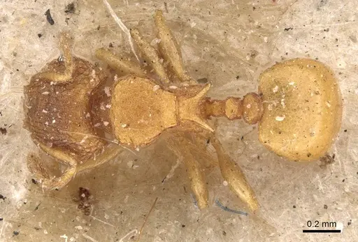 Pheidole brevicornis - CASENT0908036