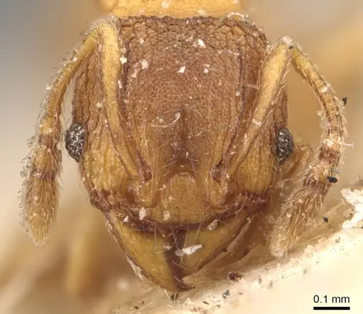 Pheidole brevicornis - CASENT0908036