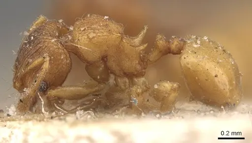 Pheidole brevicornis - CASENT0908036