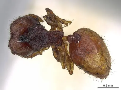 Pheidole brevicornis - CASENT0919754