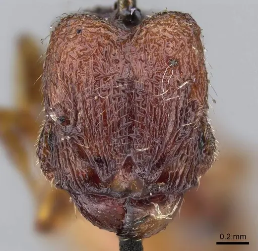 Pheidole brevicornis - CASENT0919754