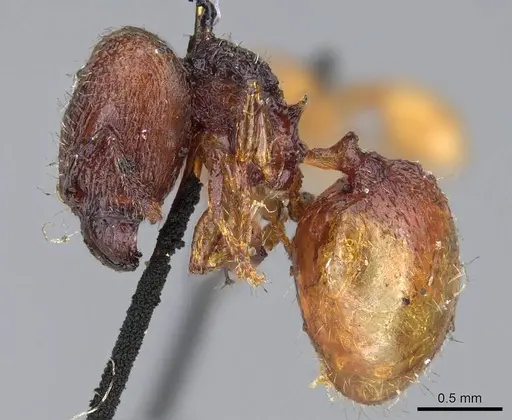 Pheidole brevicornis - CASENT0919754