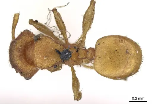 Pheidole brevicornis - CASENT0919755
