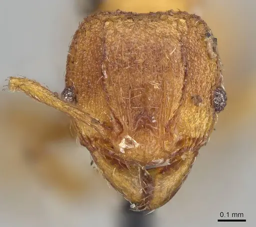 Pheidole brevicornis - CASENT0919755