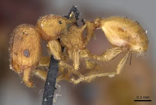 Pheidole brevicornis - CASENT0919755