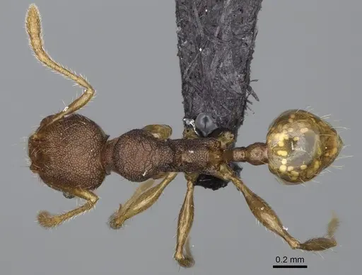 Pheidole brevipilosa specimen