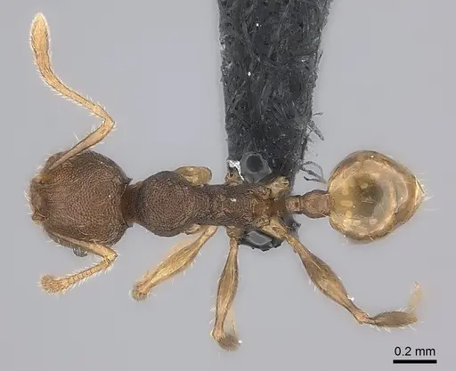 Pheidole brevipilosa specimen