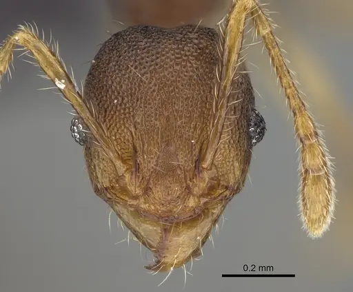 Pheidole brevipilosa specimen