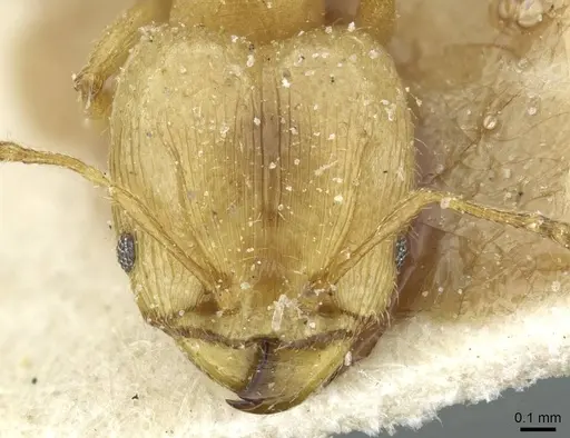 Pheidole breviseta specimen