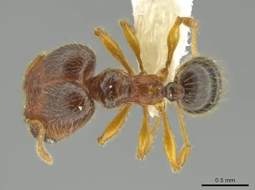 Pheidole brownampla specimen