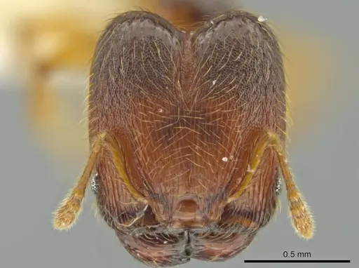 Pheidole brownampla specimen
