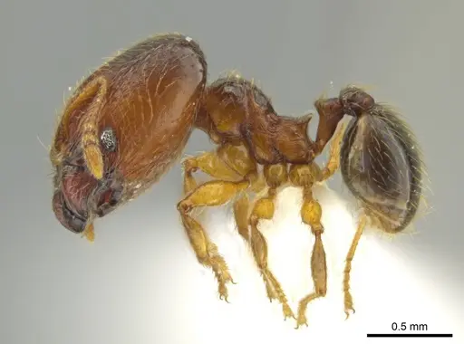 Pheidole brownampla specimen
