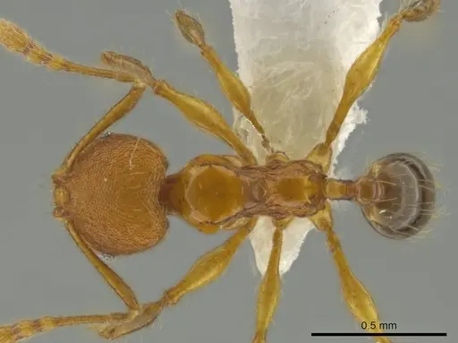 Pheidole brownampla - CASENT0636683