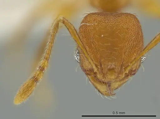 Pheidole brownampla - CASENT0636683