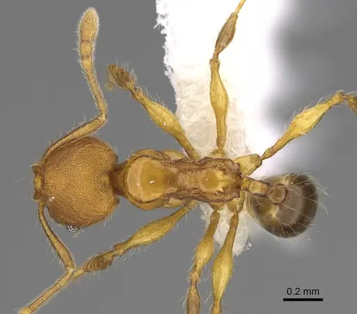 Pheidole brownampla - CASENT0646631