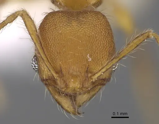 Pheidole brownampla - CASENT0646631