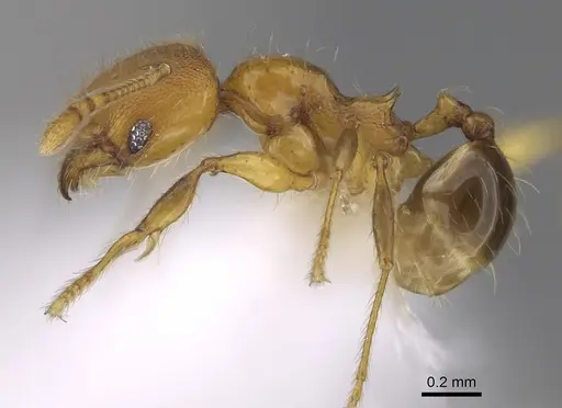 Pheidole brownampla - CASENT0646631