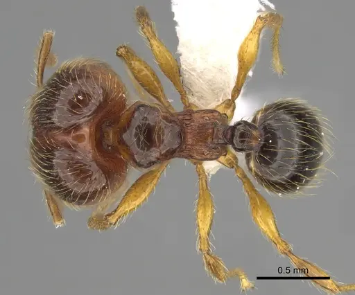 Pheidole brownampla - CASENT0646632