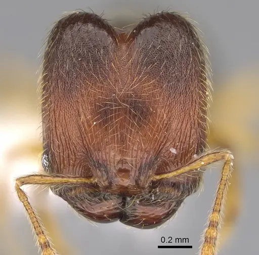 Pheidole brownampla - CASENT0646632
