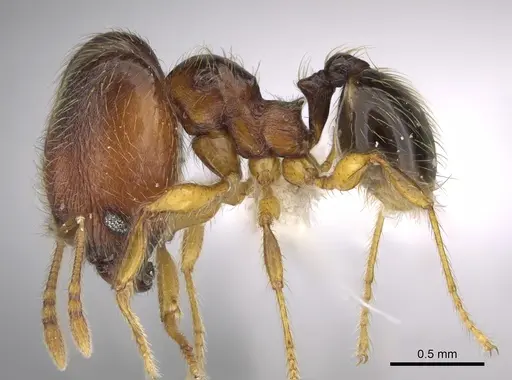 Pheidole brownampla - CASENT0646632