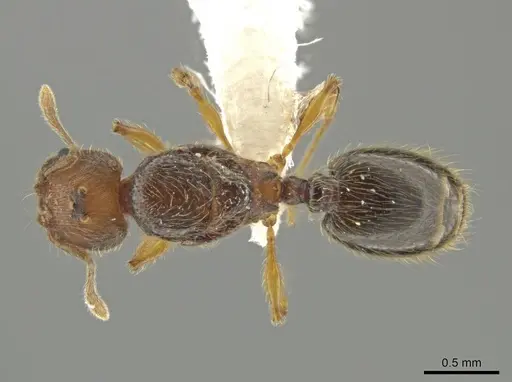 Pheidole brownampla - CASENT0646674