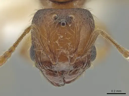 Pheidole brownampla - CASENT0646674