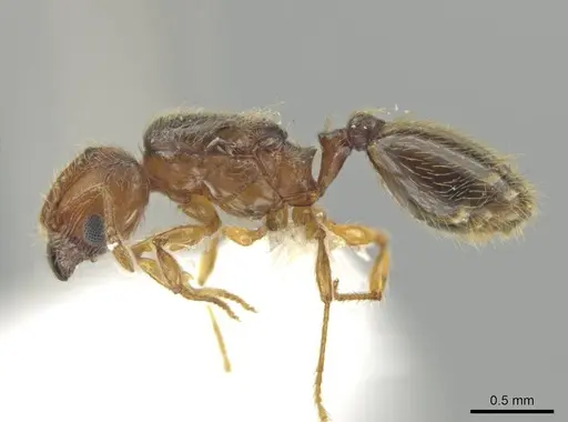 Pheidole brownampla - CASENT0646674