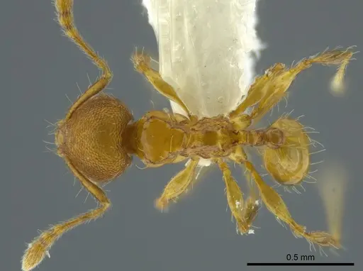 Pheidole browni specimen