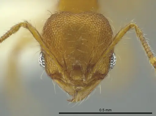 Pheidole browni specimen