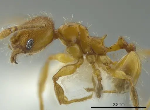 Pheidole browni specimen