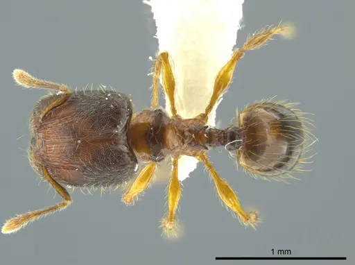 Pheidole browni - CASENT0624353