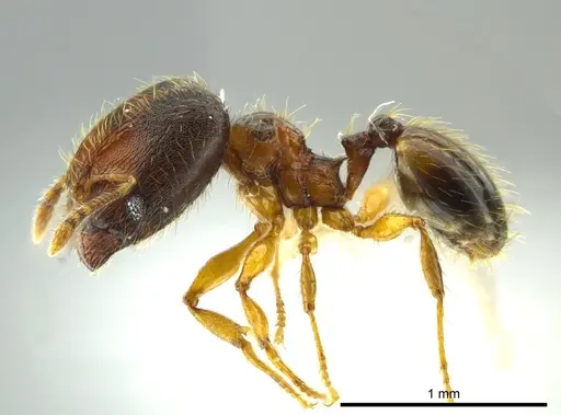 Pheidole browni - CASENT0624353