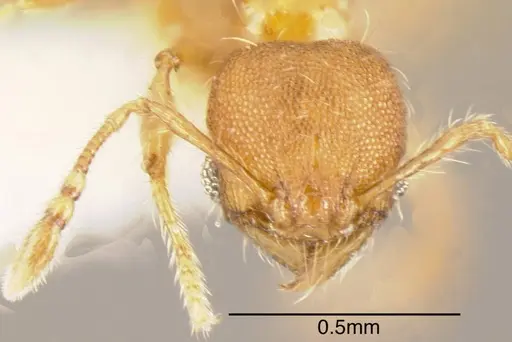 Pheidole browni - CASENT0635445