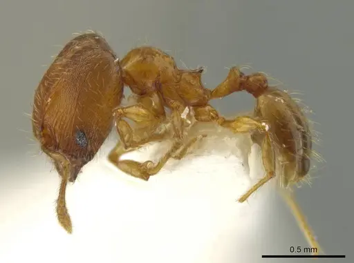 Pheidole browni - CASENT0644960