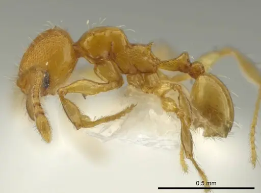 Pheidole browni - CASENT0644961