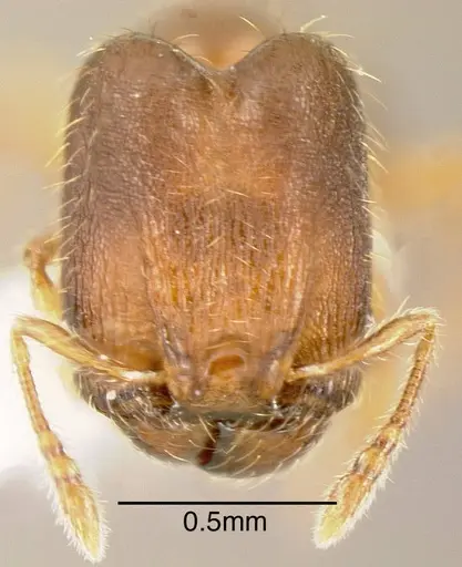 Pheidole browni - INBIOCRI001282121