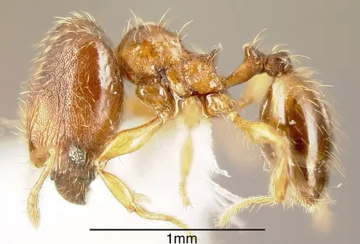 Pheidole browni - INBIOCRI001282121